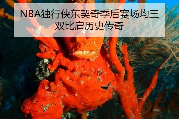 NBA独行侠东契奇季后赛场均三双比肩历史传奇